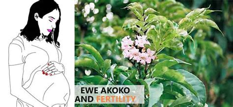It is popularly known as the tree of life or <b>fertility</b> tree in Nigeria. . Newbouldia laevis and fertility